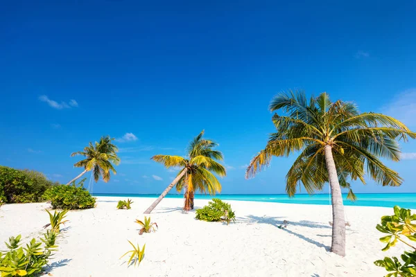 Praia Areia Branca Tropical Perfeita Com Coqueiros — Fotografia de Stock