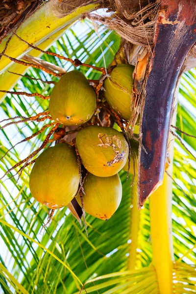 Cocos Verdes Frescos Árbol — Foto de Stock