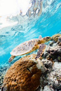 Şahin gagalı deniz kaplumbağası Maldivler 'deki tropikal okyanusta mercan kayalıklarında yüzüyor.