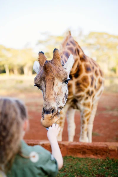 Cute Little Girl Feeding Giraffe Africa — Stock Photo, Image