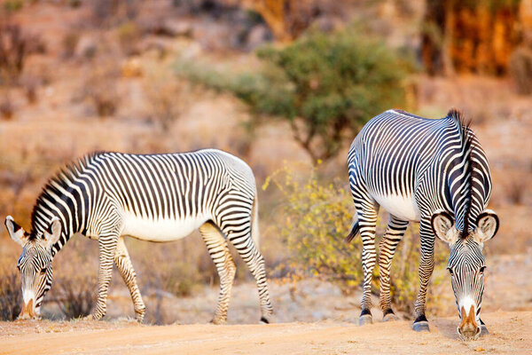 Grevys zebras in Samburu national reserve in Kenya