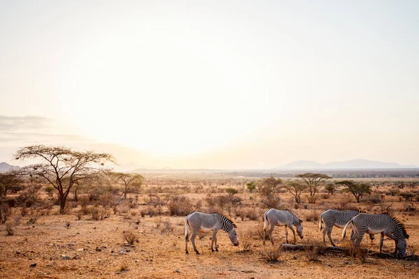 Zebras Safaripark Kenia — Stockfoto