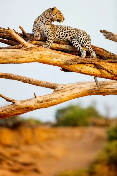 Belo Leopardo Macho Uma Árvore Quênia África — Fotografia de Stock