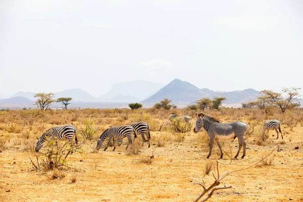 Kenya Daki Safari Parkında Zebralar — Stok fotoğraf