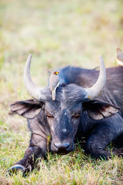Close Portrait Wild Buffalo — Stock Photo, Image