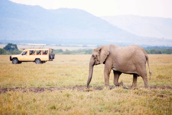 Elefant Safaripark Kenia Afrika — Stockfoto