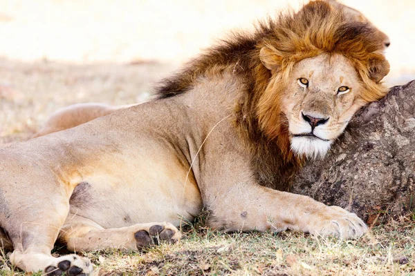 León Macho Acostado Hierba Sabana África —  Fotos de Stock