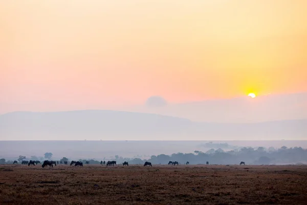 Wildebeests Early Morning Masai Mara Kenya — Stock Photo, Image