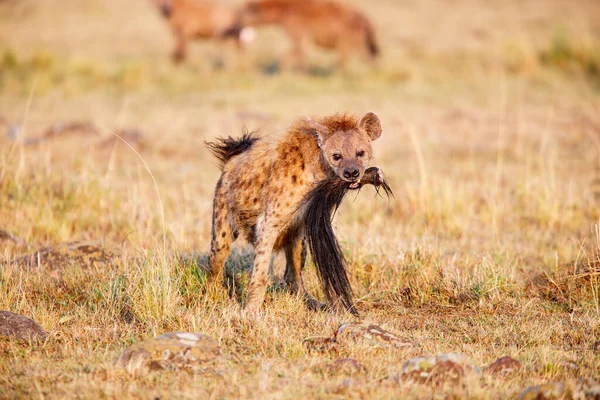 Hyena Carrying Wildebeest Tail Safari Park Kenya — Stock Photo, Image