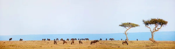 Panoramic photo of wildebeests great migration in Masai Mara Kenya