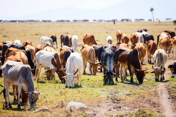 Cows Herd Grazing Masai Mara Park Africa — Stock Photo, Image