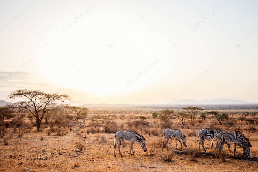 Zebras in safari park in Kenya