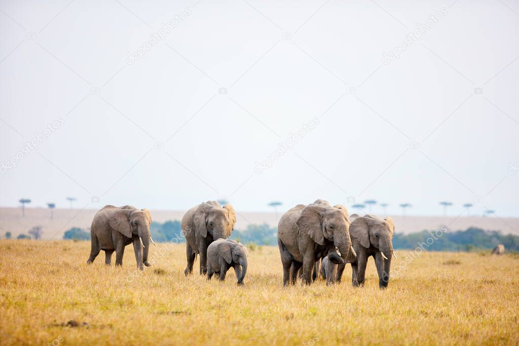 Group of elephants in safari park in Kenya Africa