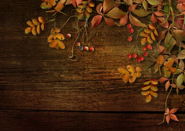 Tło z liści jesienią i jarzębiny — Zdjęcie stockowe