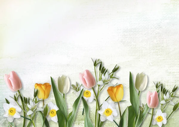 Tulips and narcissus border — Stock Photo, Image