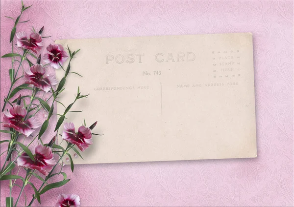 Vintage old post card and carnations — Stock Photo, Image