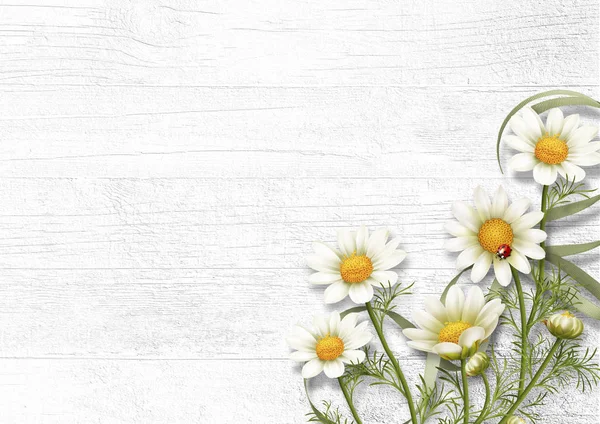 Daisy chamomile flowers on wooden background. View with copy spa — Stock Photo, Image