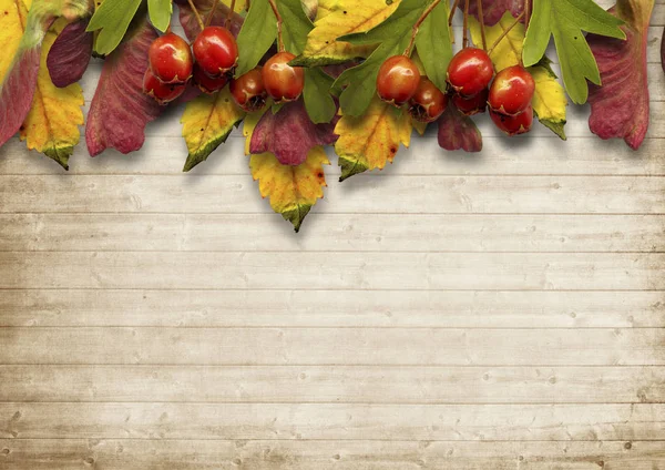 Осенний винтажный фон с красными ягодами и листьями — стоковое фото