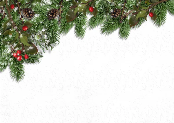 Sfondo natalizio con bordo di abete e agrifoglio su bianco — Foto Stock