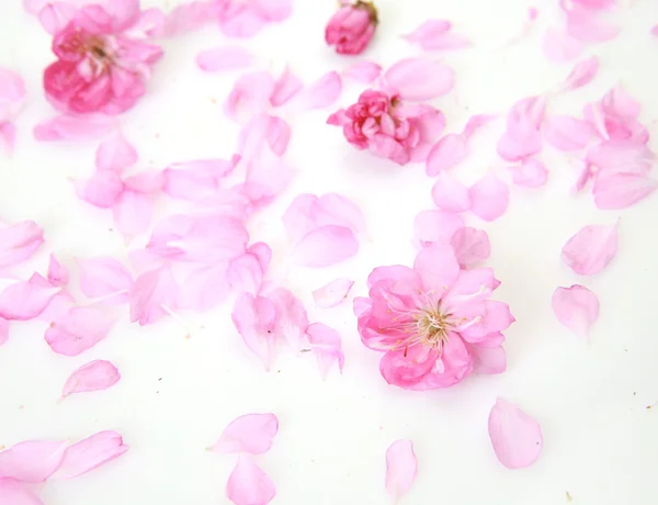 Roze bloemblaadjes op een witte achtergrond — Stockfoto