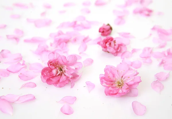 Rosa Blütenblätter auf weißem Hintergrund Stockbild
