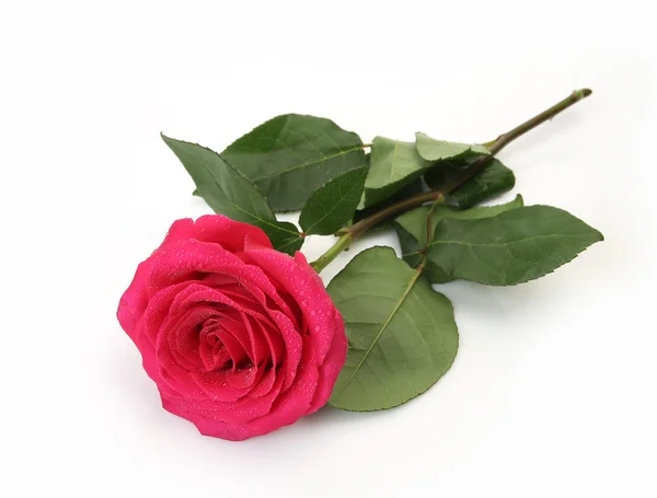 Pink Rose  on white background — Stock Photo, Image