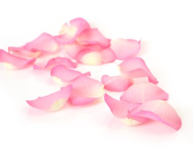 Beyaz arkaplanda pembe gül yaprakları