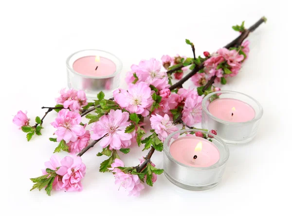 Florescendo Sakura e rosa velas — Fotografia de Stock