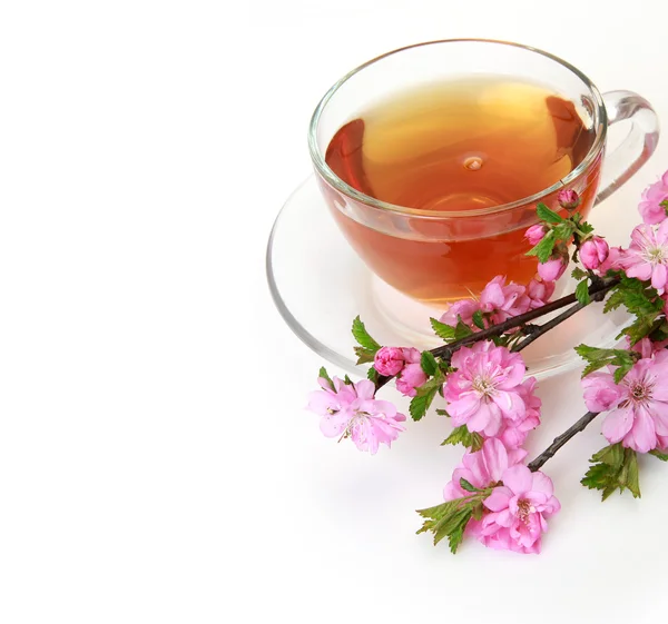 Blooming Sakura and tea mug — Stock Photo, Image