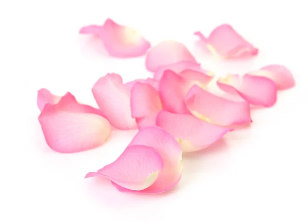Rosa pétalas de rosa no fundo branco — Fotografia de Stock
