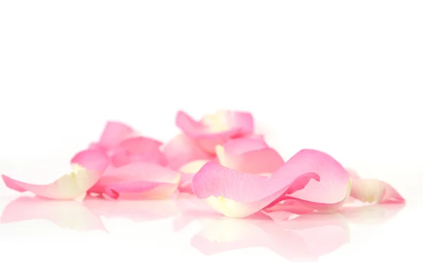 Рожеві пелюстки троянд на білому тлі — стокове фото