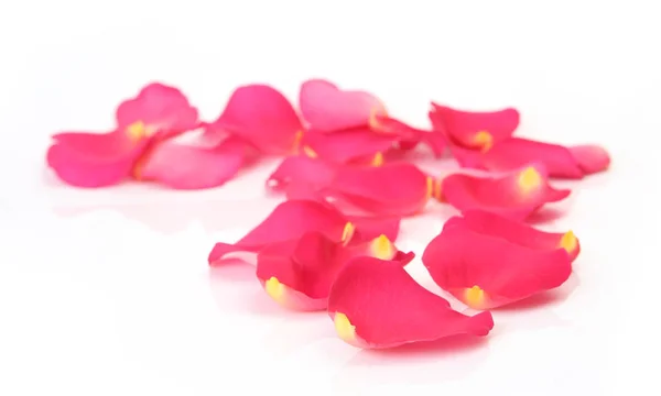 Pink petals on a white background — Stock Photo, Image