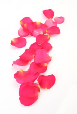 pembe bir gül yaprakları