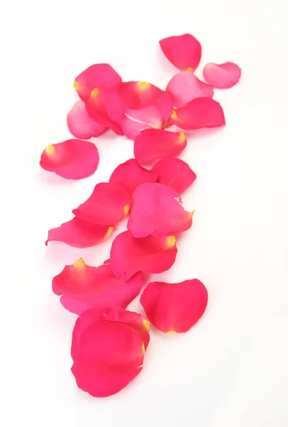 Pétalas de uma rosa rosa — Fotografia de Stock