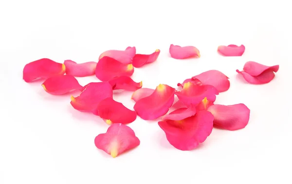 Bloemblaadjes van een roze roos — Stockfoto
