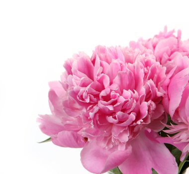 Şakayık yaprakları pembe büyük