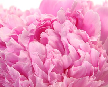 Şakayık yaprakları pembe büyük