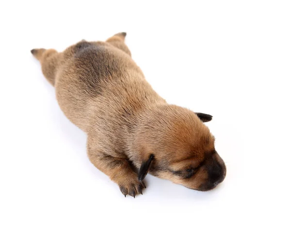 Cachorro perro sobre un fondo blanco Imagen De Stock