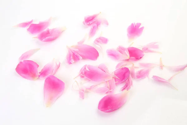 白い背景にピンクの花びら ストック写真