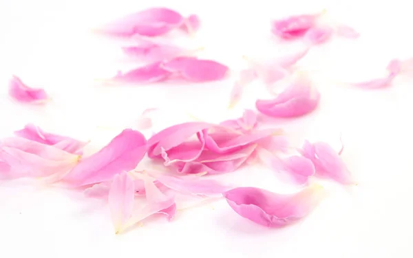白い背景にピンクの花びら ストック写真