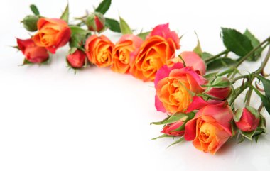 beyaz bir arka plan üzerinde çiçek buketi