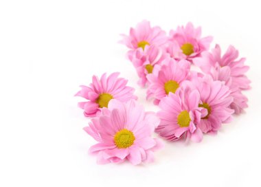 Beyaz arkaplanda pembe çiçekler