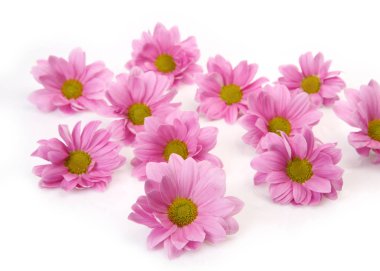 Beyaz arkaplanda pembe çiçekler