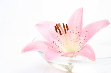 Beyaz arkaplanda pembe zambak