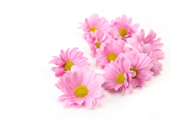 Pink flowers on a white background — Stock Photo, Image