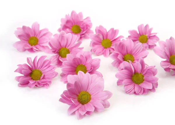 Pink flowers on a white background — Stock Photo, Image