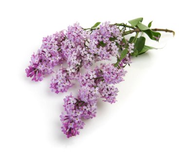 ayrıntı görünümü leylak Şubesi