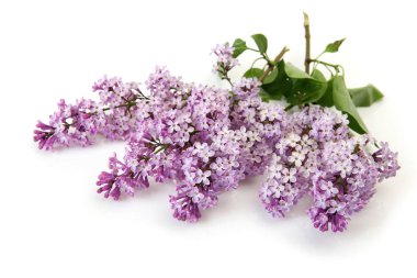 Beyaz arka plan üzerinde çiçek leylak