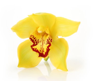 Beyaz arkaplanda sarı orkide