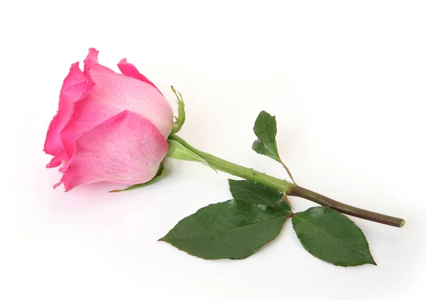 Pink Rose White Background — Stock Photo, Image